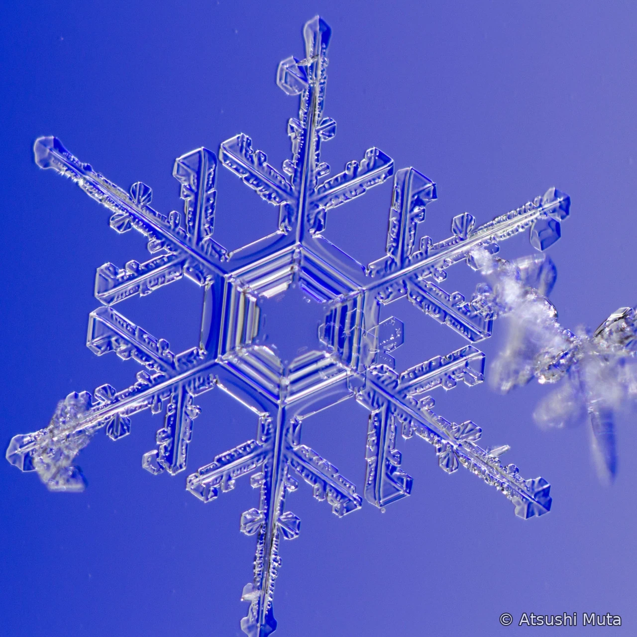 北海道で撮影した樹枝六花の天然雪結晶写真