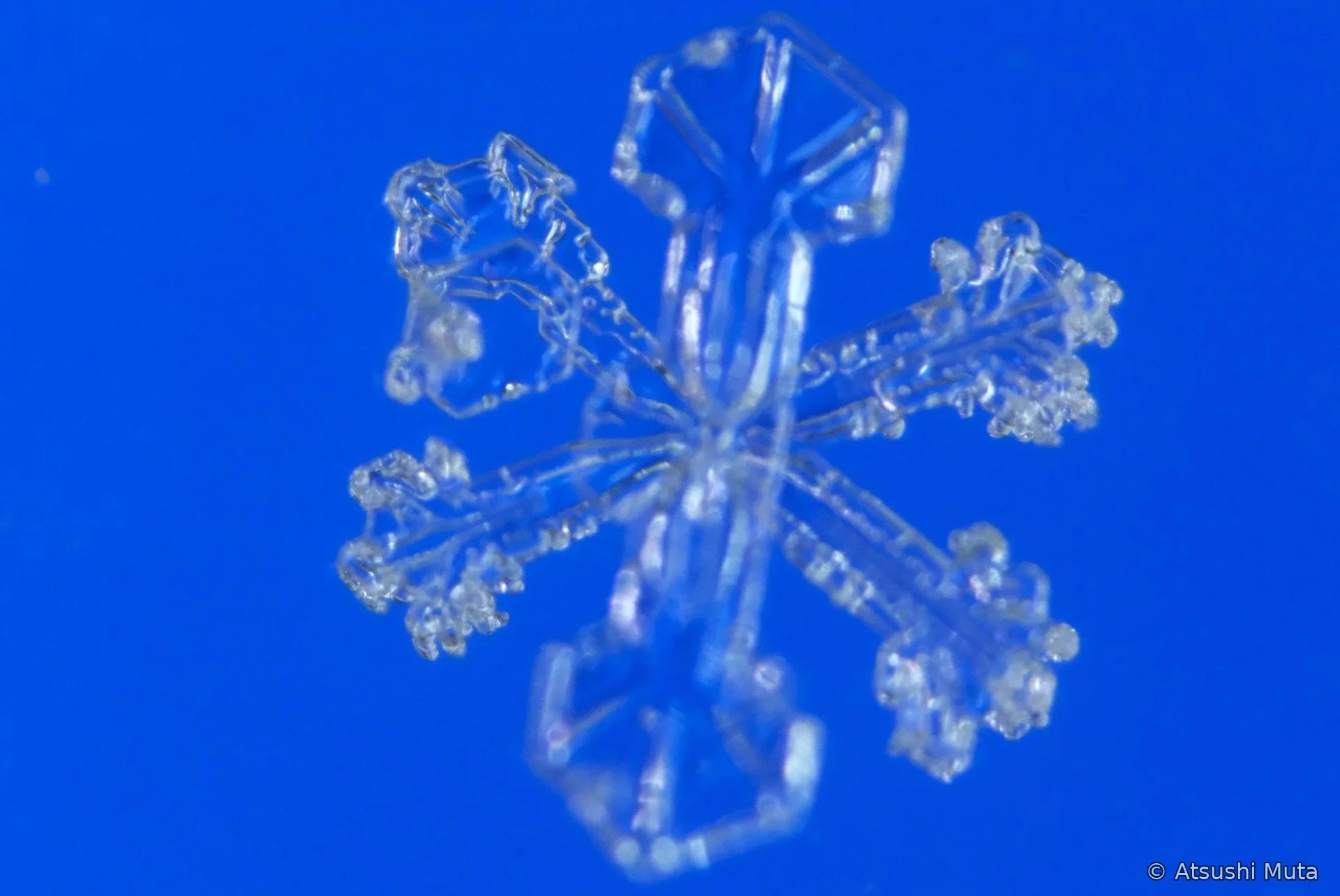 2花+4花の組み合わせ六花で四本枝の結晶板が明瞭に見える焦点位置