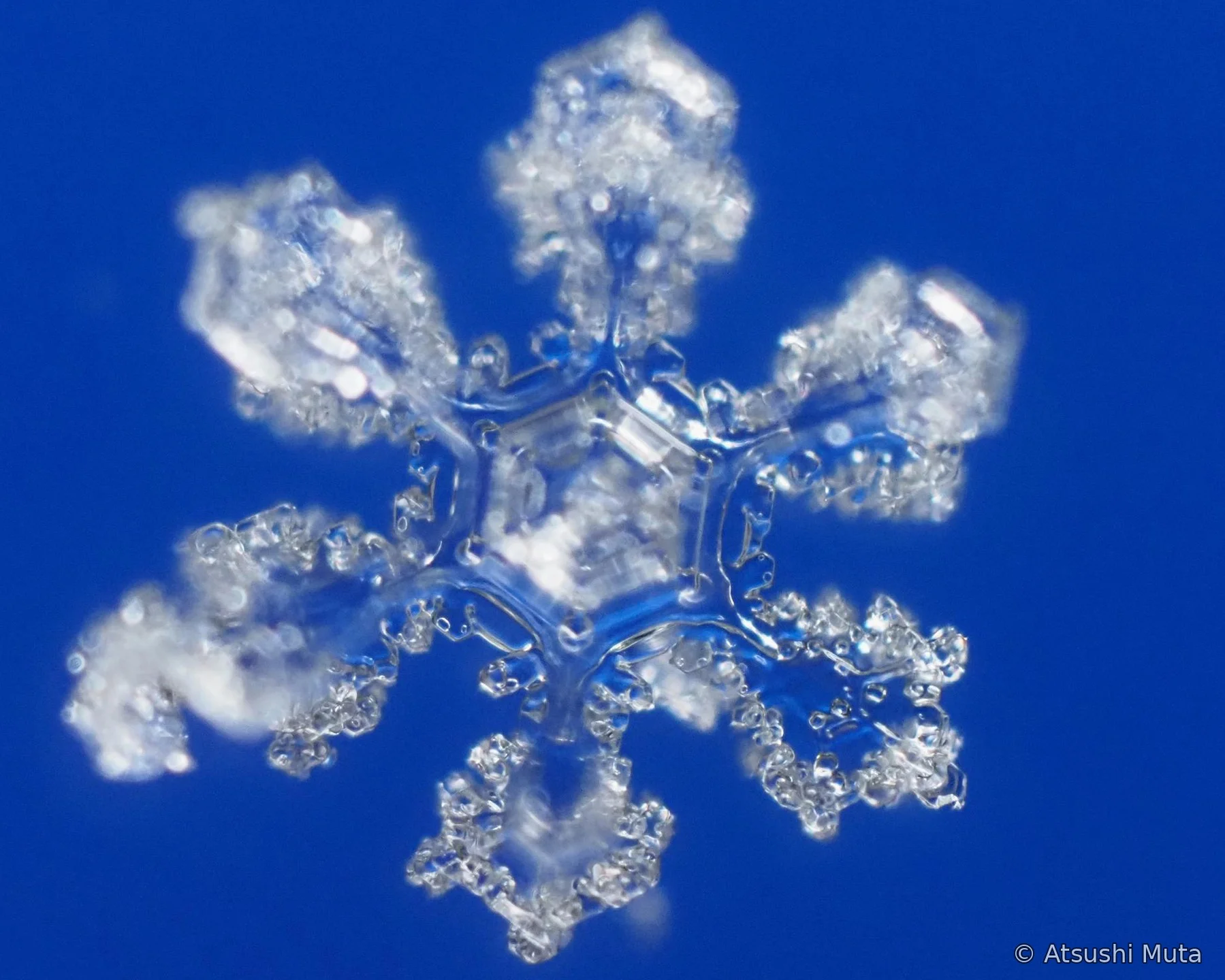 二重六花の焦点系列の奥側の六花にピントが合った顕微鏡写真