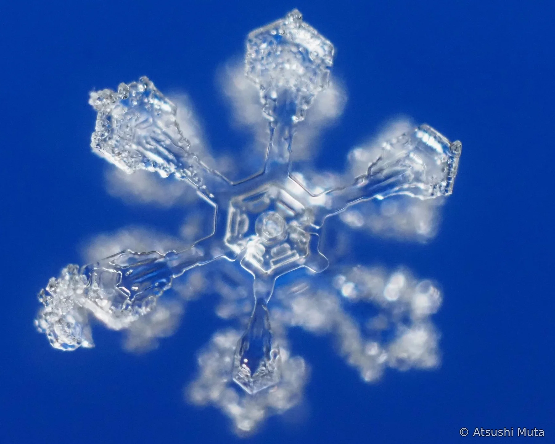 二重六花の焦点系列の手前側の六花にピントが合った顕微鏡写真