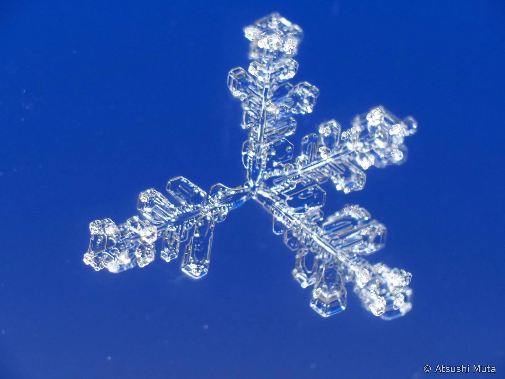 四本の枝と付着した雪片が見える4花