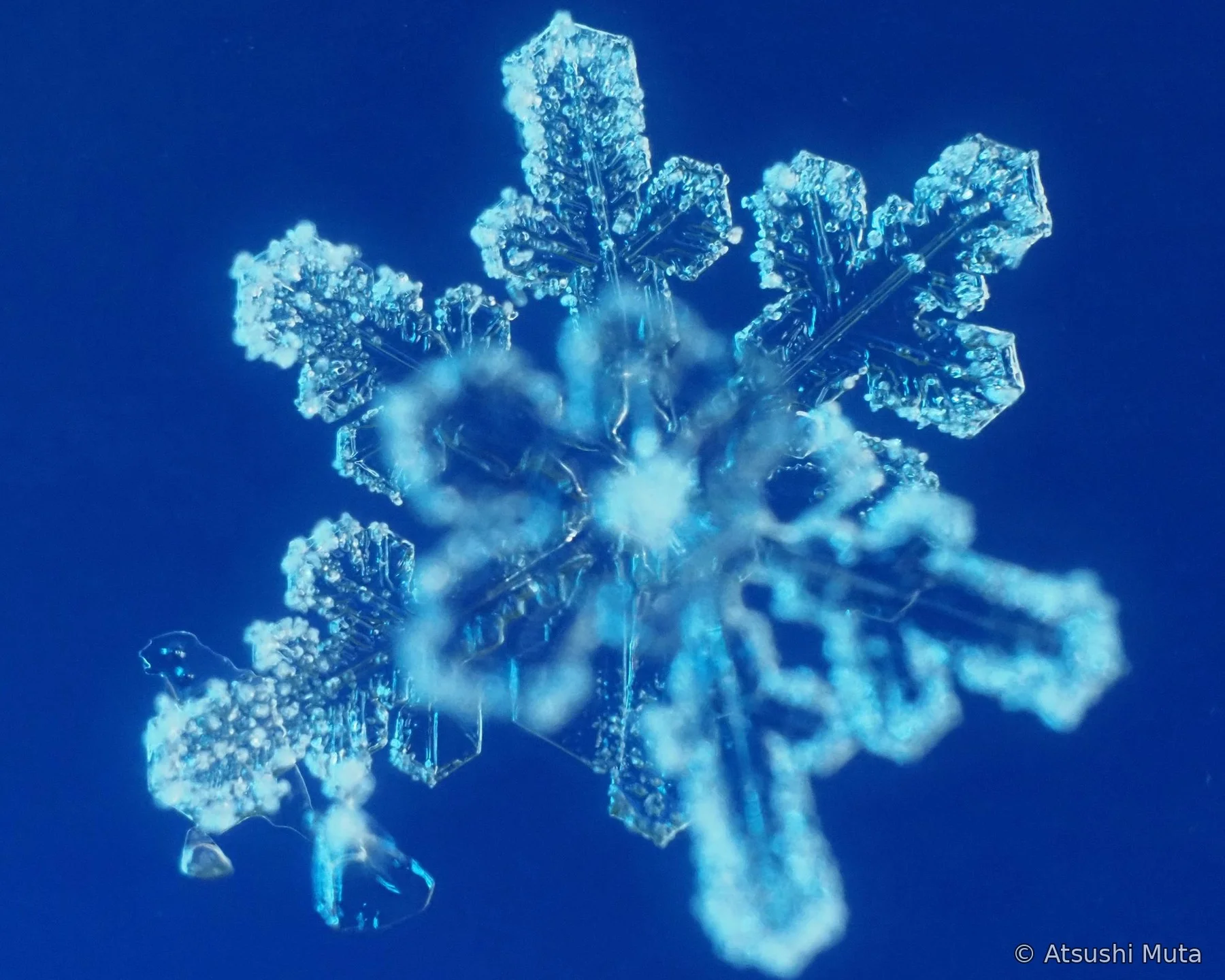 3層雪結晶の奥側の層にピントが合った顕微鏡写真