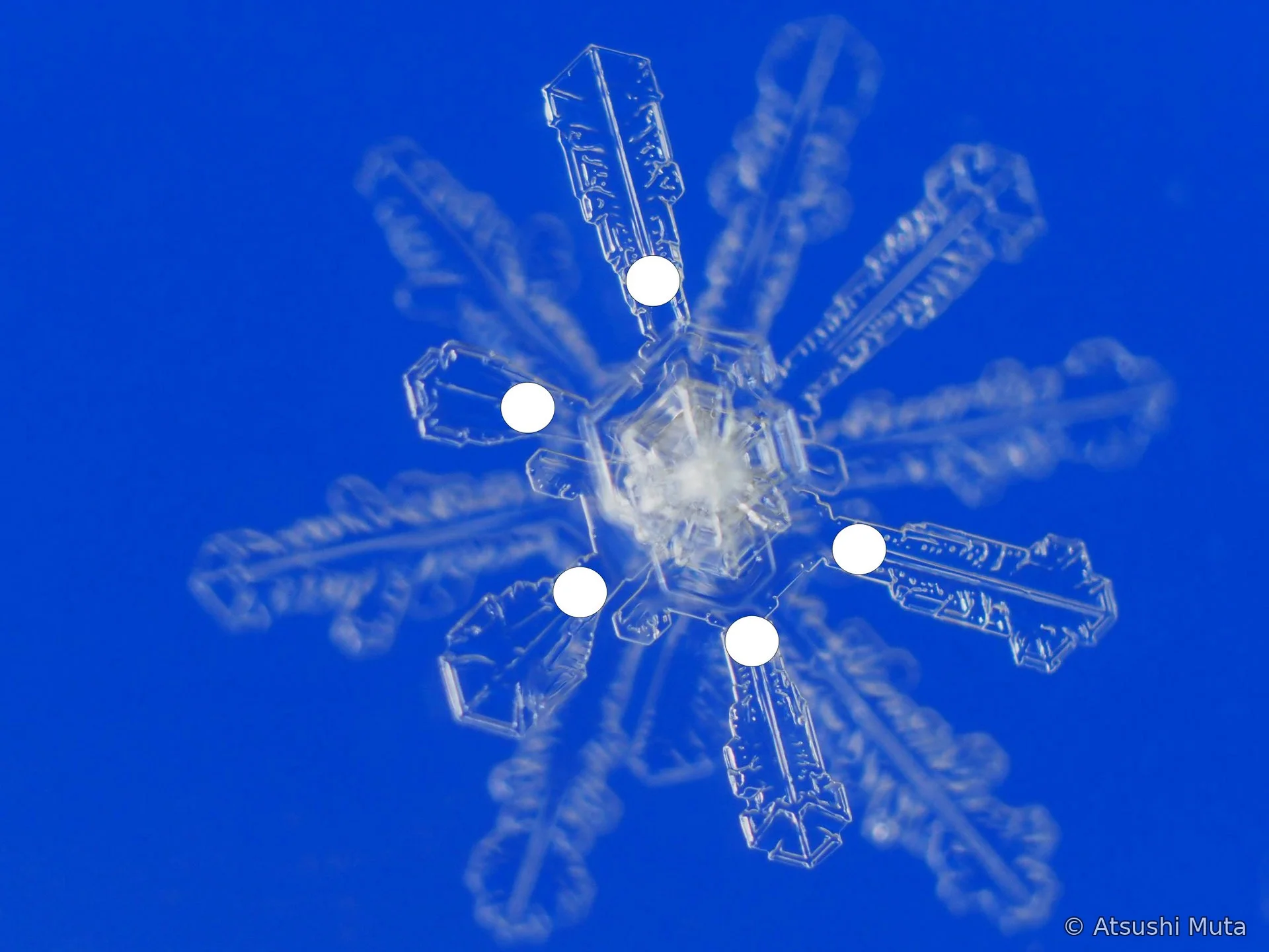 12花状の多層雪結晶で焦点系列の手前側の枝群が明瞭な写真