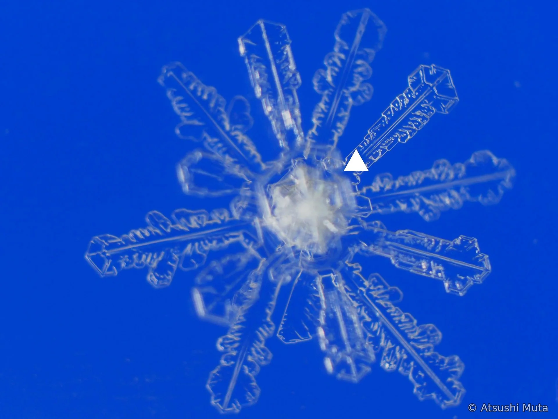 12花状の多層雪結晶で中間の枝群が明瞭な写真