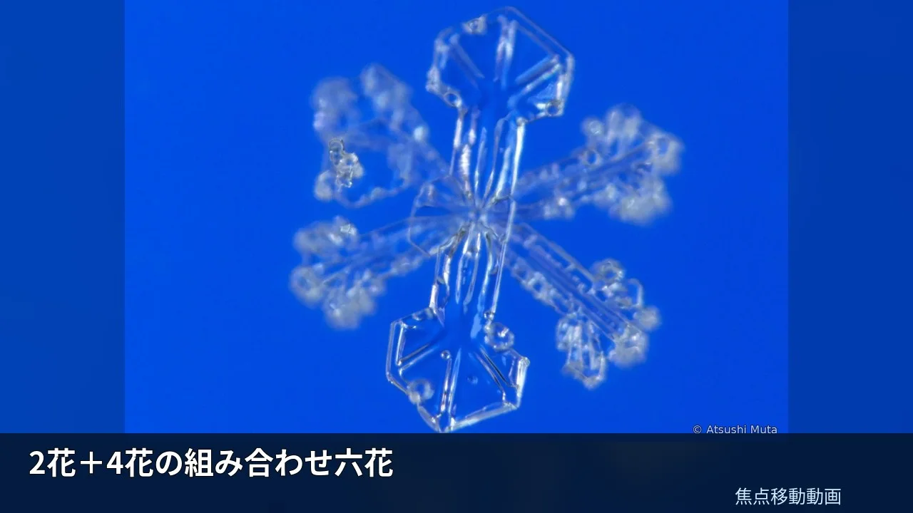 2花＋4花の組み合わせ六花の焦点移動動画